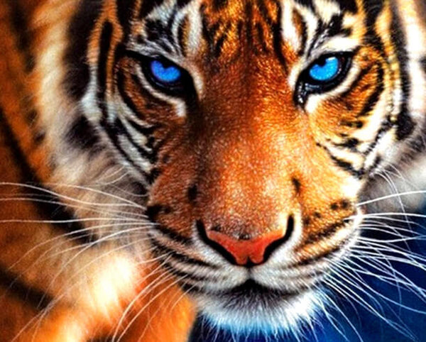 Diamond Painting Blue Eyes Tiger - OLOEE