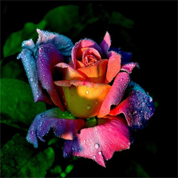 Diamond Painting Beautiful Rose - OLOEE