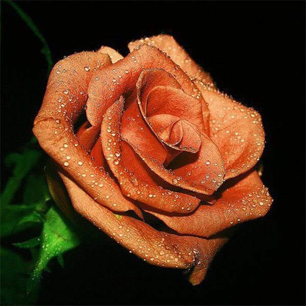Diamond Painting Orange Rose - OLOEE