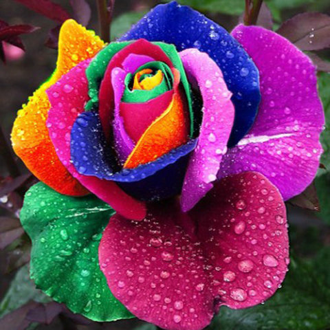 Diamond Painting Colorful Petal Rose - OLOEE