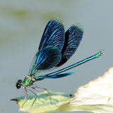 Diamond Painting Blue Dragonfly - OLOEE