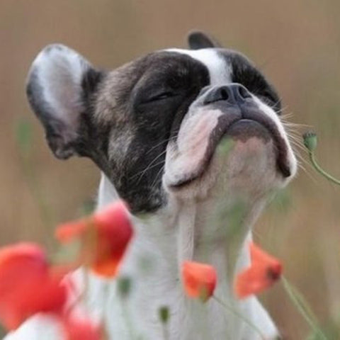 Diamond Painting Puppy Smelling Flowers - OLOEE