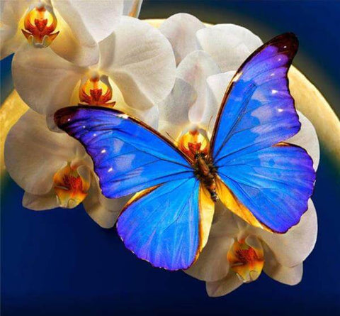 Diamond Painting White Orchid Blue Butterfly - OLOEE