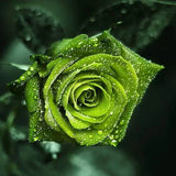 Diamond Painting Green Rose - OLOEE