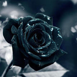 Diamond Painting Black Rose - OLOEE