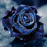 Diamond Painting Deep Rose Love - OLOEE