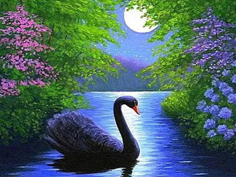 Black Swan In Moonlight