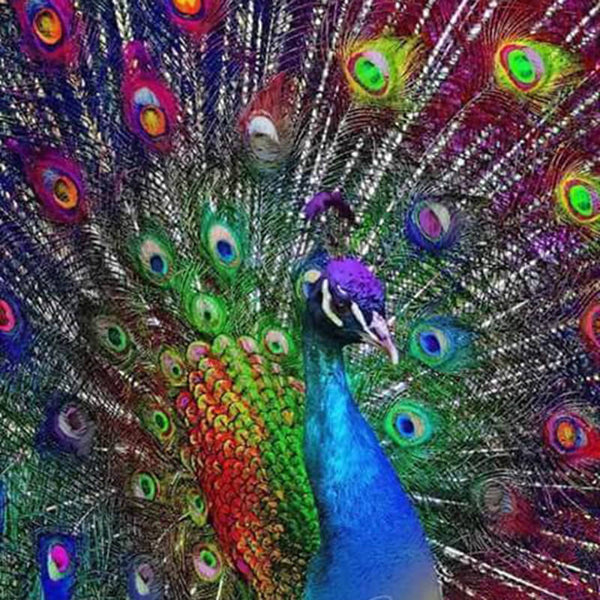 Diamond Painting Beautiful Peacock - OLOEE