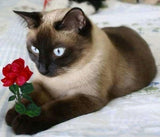 Diamond Painting Rose Cat - OLOEE