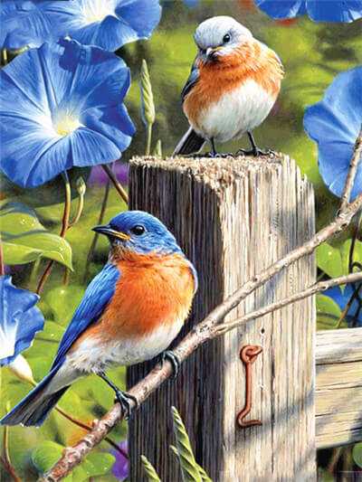 Garden Bluebirds