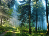 Green Forest Morning
