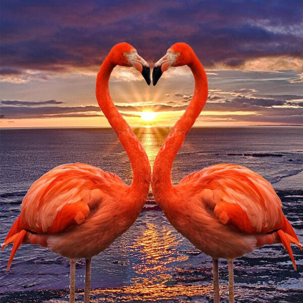 Flamingo Bird Love