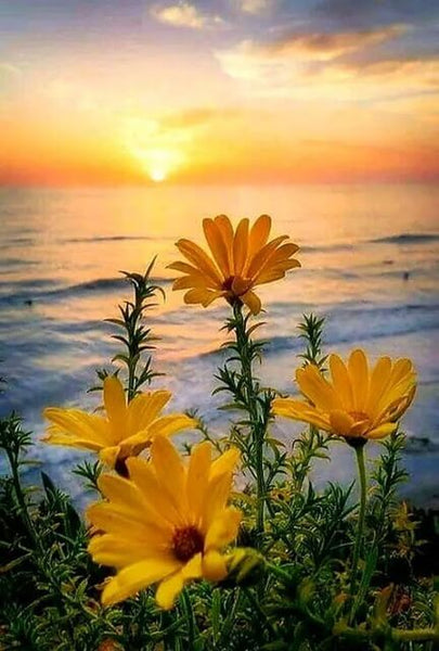 Spring Flowers and Sunset