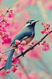Diamond Painting Bird on Sakura Tree - OLOEE