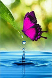 Diamond Painting Water Drop Butterfly - OLOEE