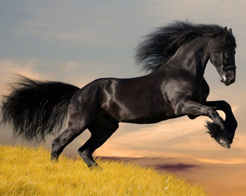 Diamond Painting Black Horse Animal - OLOEE