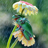 Diamond Painting Two Frogs in Rain - OLOEE