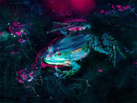 Diamond Painting Pond Frog - OLOEE