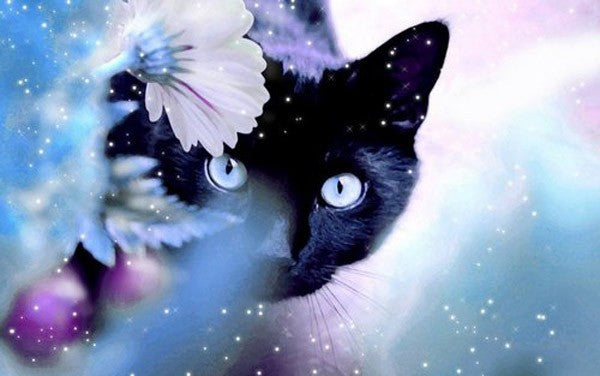 Diamond Painting Cute Black Cat - OLOEE