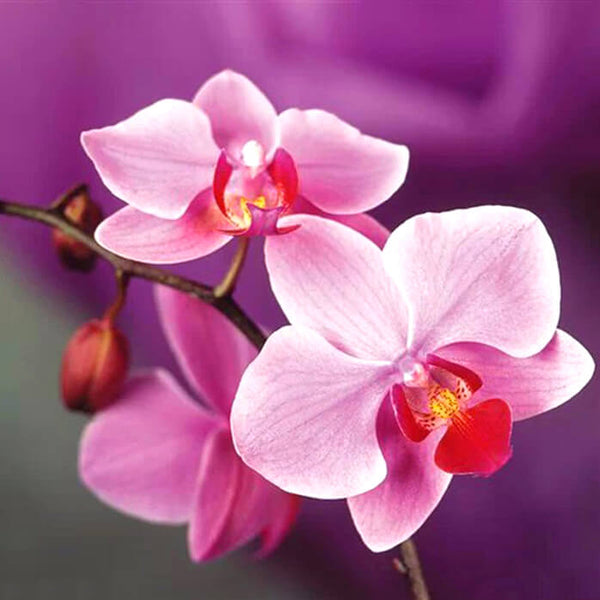 Diamond Painting Pink Orchid Flower - OLOEE
