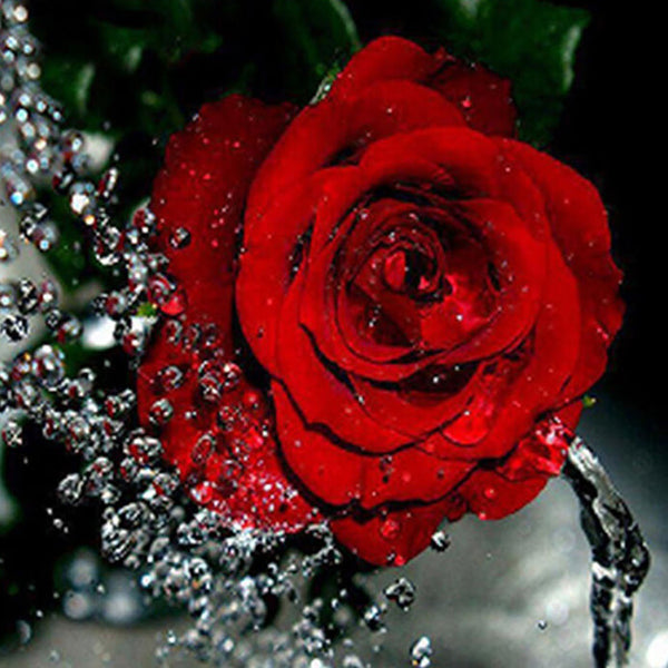 Diamond Painting Beautiful Red Rose - OLOEE
