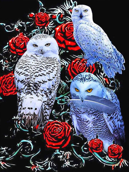 Owl And Rose