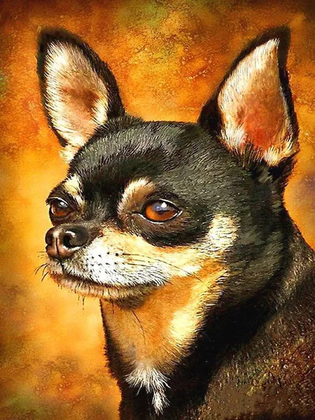 Portrait Chihuahua