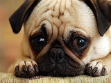 Sad Pug Dog