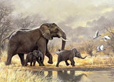 South African Wildlife