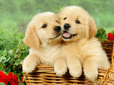 Two Golden Puppies
