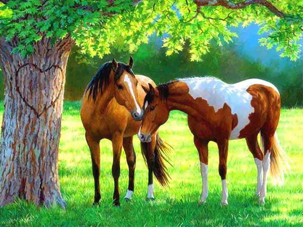 Two Horses On A Grassland
