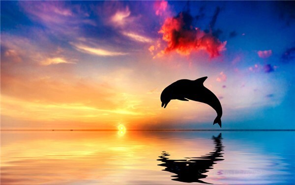 Diamond Painting Dolphin Jump Up The Water - OLOEE