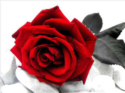 Diamond Painting Red Rose Flower - OLOEE
