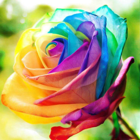 Diamond Painting Rainbow Color Rose - OLOEE