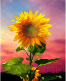 Sunflower On Sky