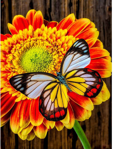 Yellow Flower and Butterfly