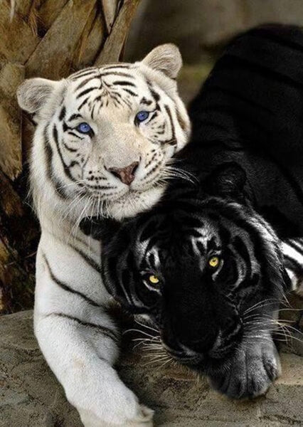 Black And White Tigers