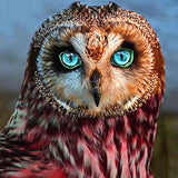Blue Eyed Owl