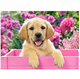 Labrador Puppy in Pink Box